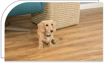 Pet-Friendly laminate flooring